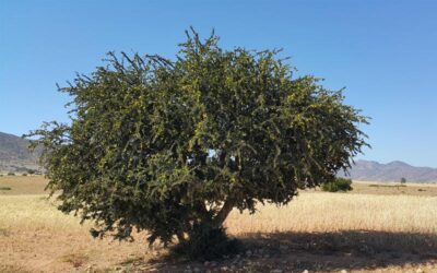 12 proprietà dell’Olio di Argan che ogni massaggiatore deve considerare
