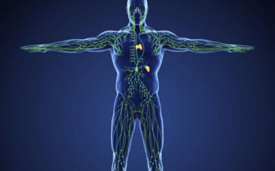 Anatomia del sistema linfatico