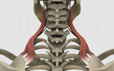 Elevatore della scapola: anatomia e cause e rimedi al dolore