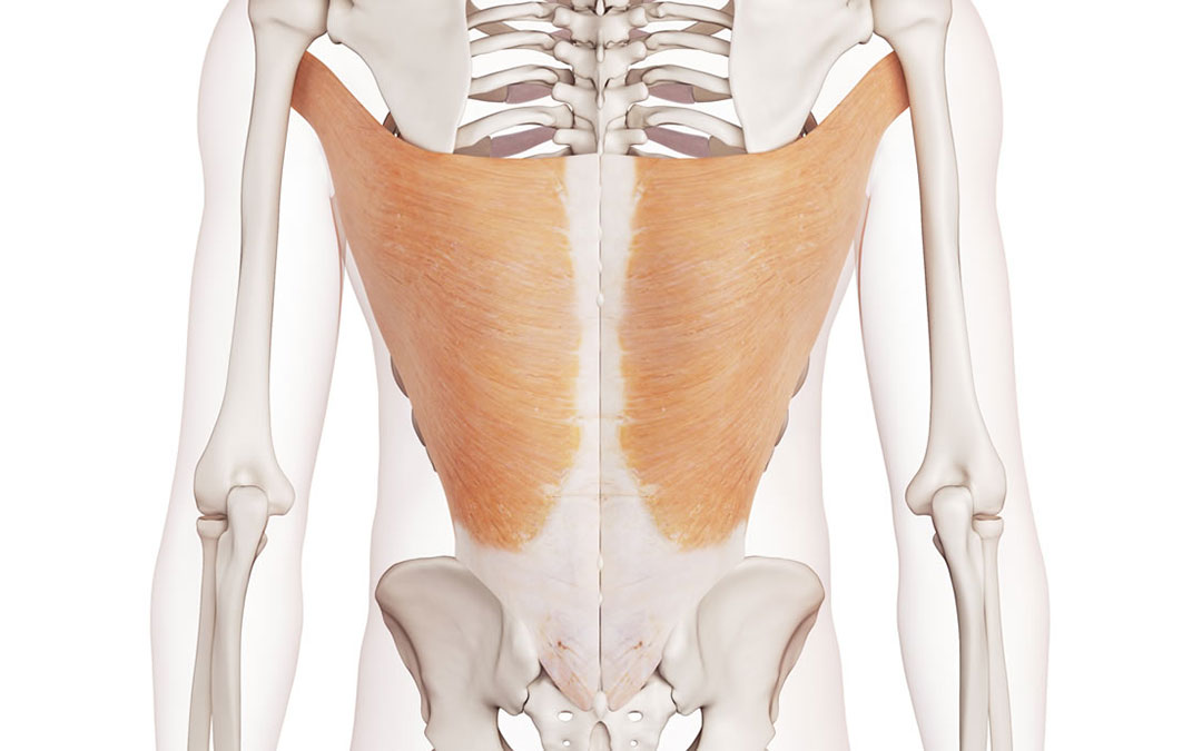 Cos'è il muscolo gran dorsale, dorsalgia: cause e rimedi