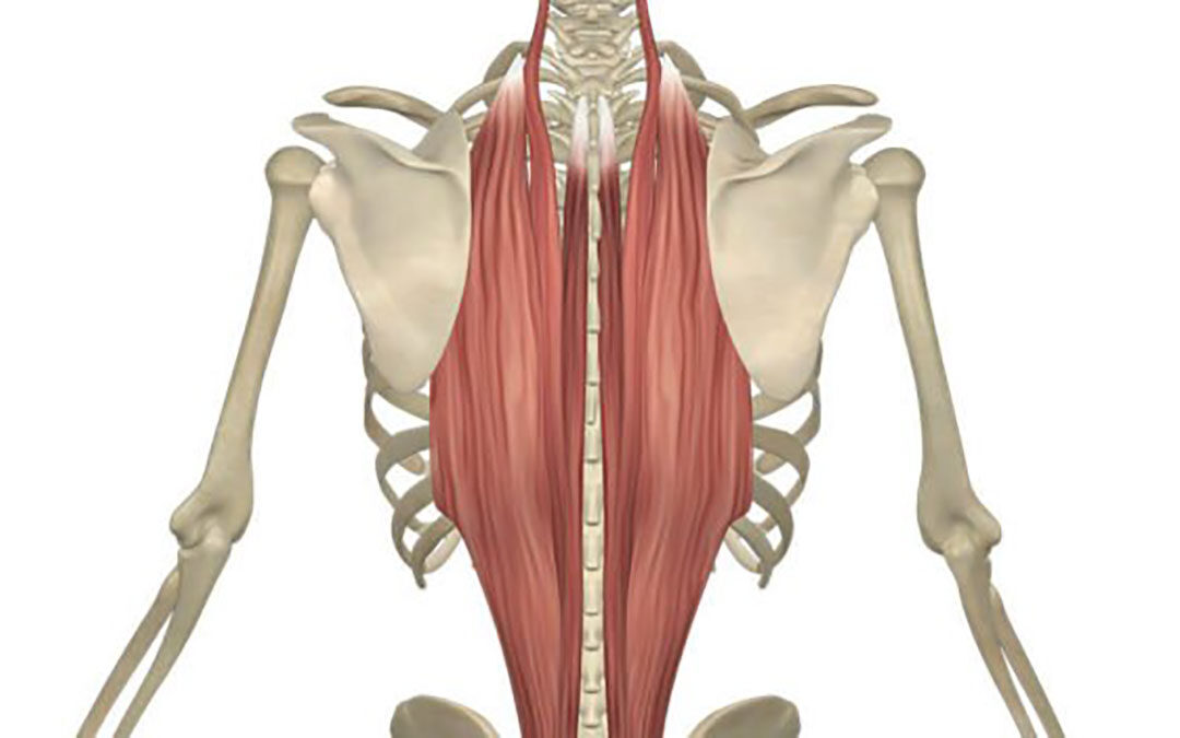 Muscolo Lunghissimo: Anatomia, Dolore, Rimedi Comuni ed Esercizi