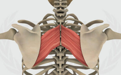 Muscoli Romboidi: anatomia, funzione, cause e rimedi al dolore