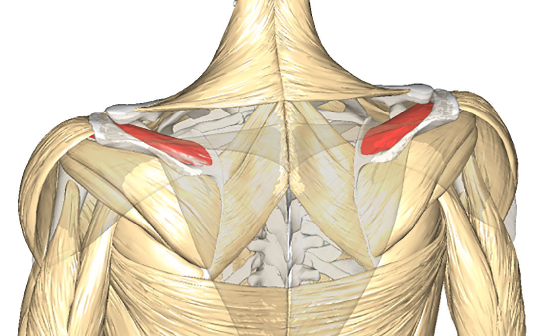 Il Muscolo Sovraspinato: Palpazione, Dolore, Cause e Rimedi
