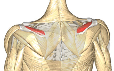 Il Muscolo Sovraspinato: Palpazione, Dolore, Cause e Rimedi