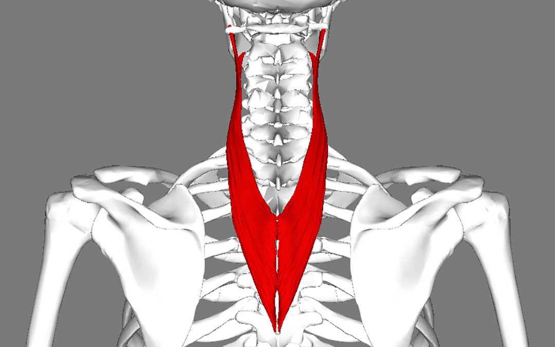 Muscoli splenio del collo e splenio del capo: anatomia, dolore e rimedi