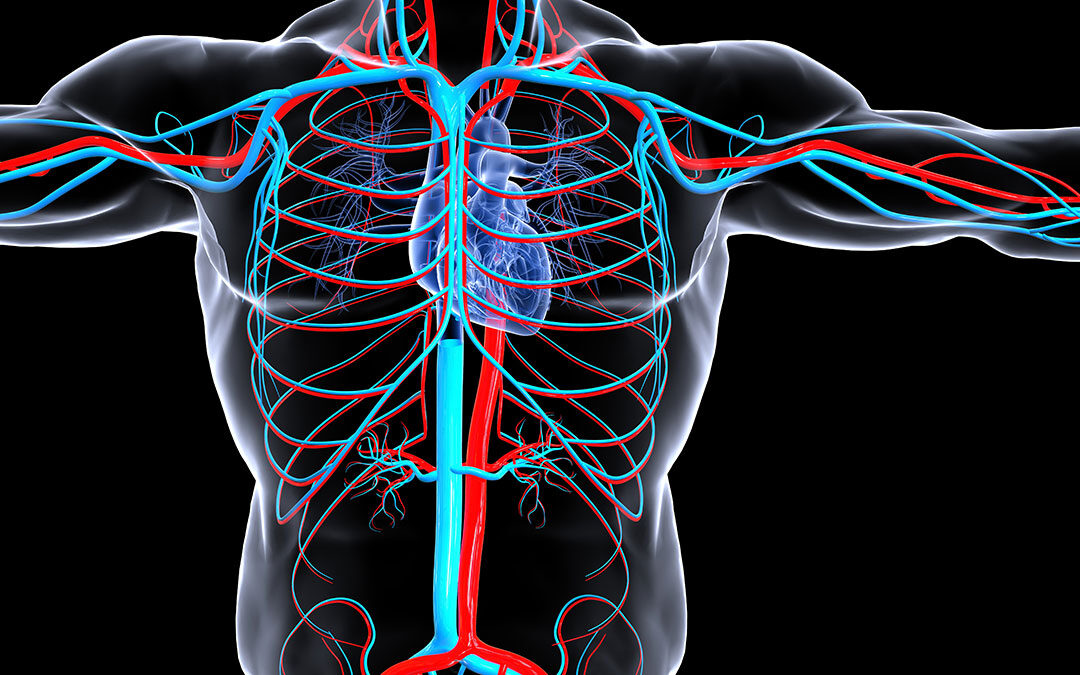 Anatomia della Circolazione Sanguigna: cos’è e composizione