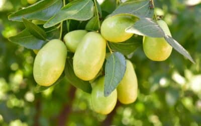 Olio di Jojoba: cos’è, proprietà e indicazioni