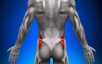 Medio Gluteo: anatomia e massaggio