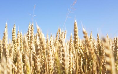 Olio di germe di grano