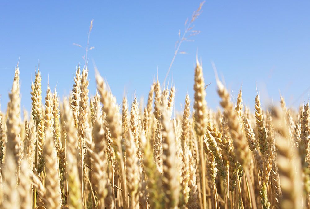 Olio di germe di grano