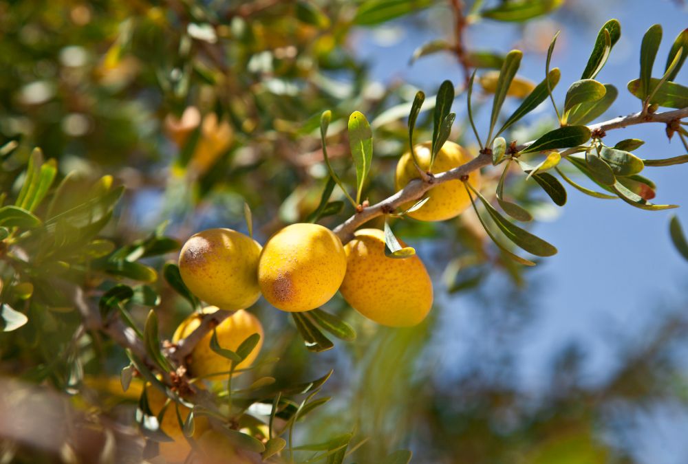 Olio di Argan