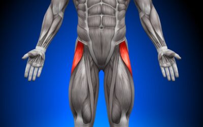 Tensore della Fascia Lata: Anatomia e Massaggio