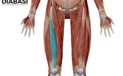 Vasto Intermedio: Anatomia e Massaggio