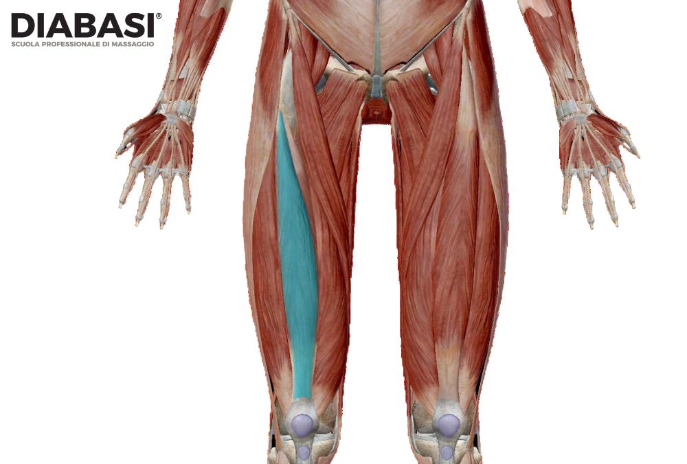 Vasto Intermedio: Anatomia e Massaggio