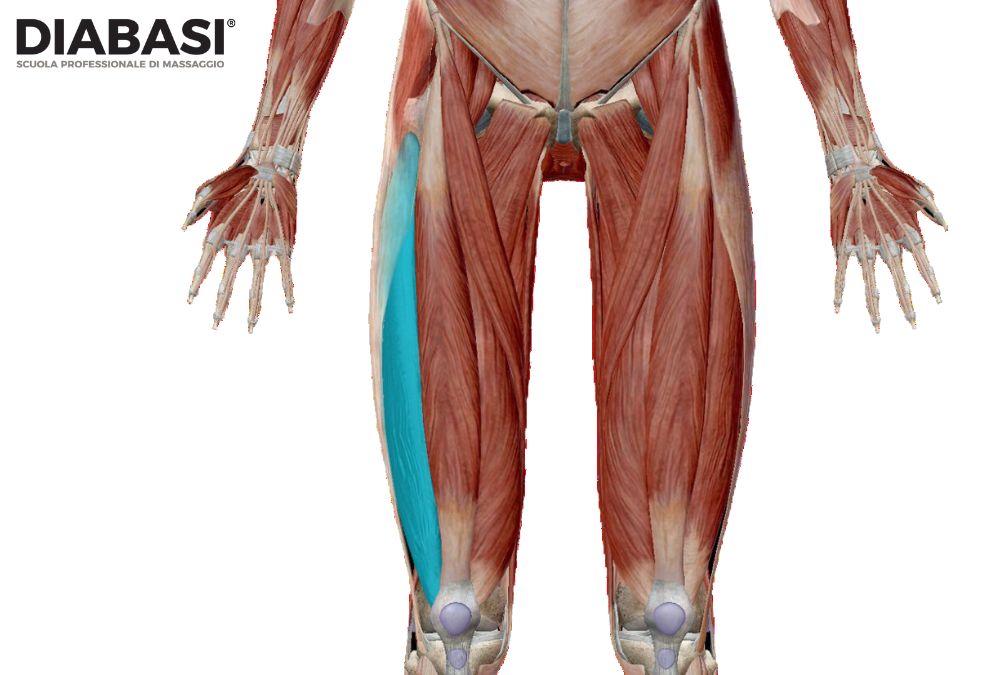 Vasto Laterale: Anatomia e Massaggio