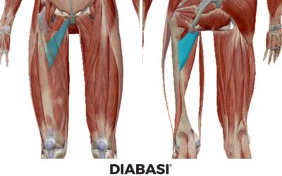 Adduttore Breve: Anatomia e Massaggio