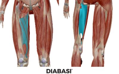 Adduttore Grande: Anatomia e Massaggio