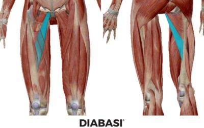 Adduttore Lungo: Massaggio e Anatomia