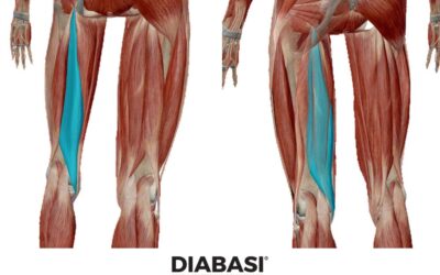 Semimembranoso: Anatomia e Massaggio