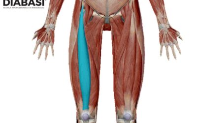 Retto del Femore: Anatomia e Massaggio