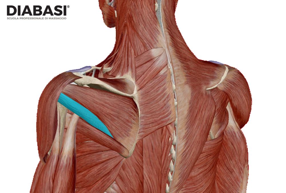Piccolo Rotondo: Anatomia e Massaggio