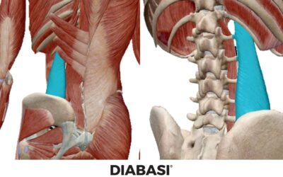 Quadrato dei Lombi: Anatomia e Massaggio