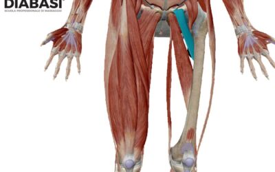 Muscolo Pettineo: Anatomia e Massaggio