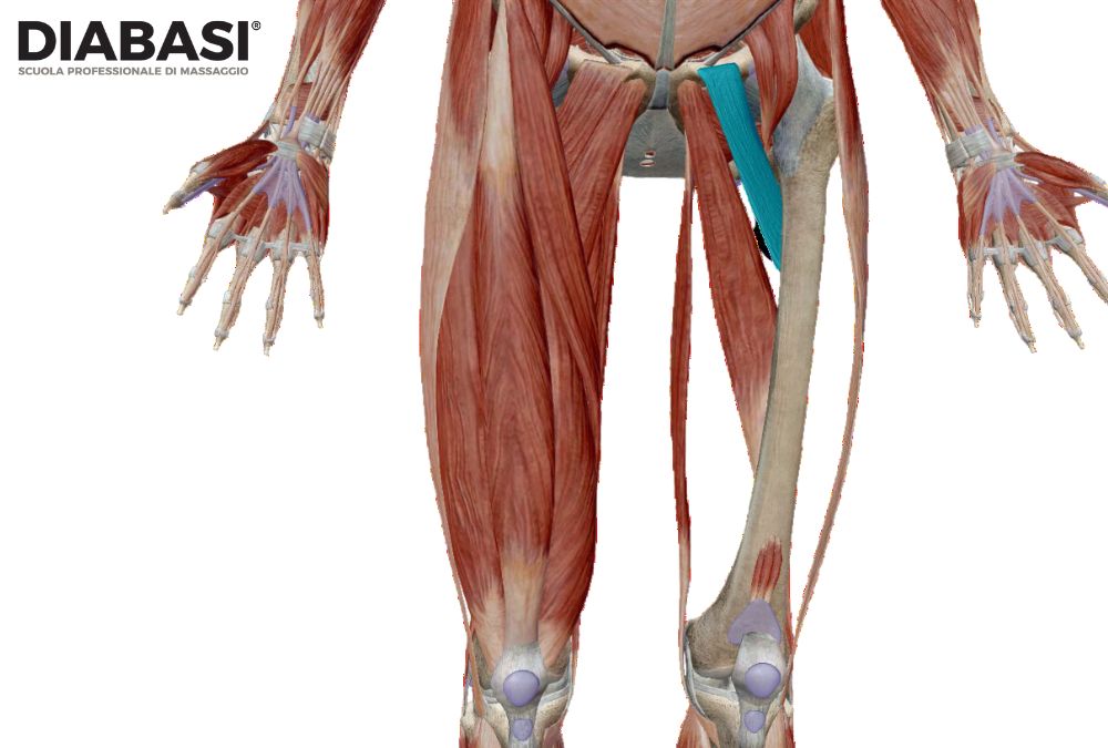 Muscolo Pettineo: Cenni di Anatomia, Inserzioni, Area di Irradioazione, Palpazione, Massaggio | DIABASI® Scuola Professionale di Masssaggio Duilio La Tegola