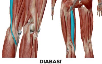 Semitendinoso: Anatomia e Massaggio