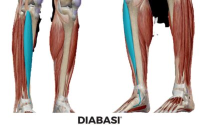 Muscolo Tibiale Anteriore: Anatomia e Massaggio