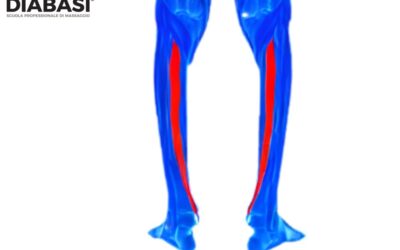 Tibiale Posteriore: Anatomia e Massaggio