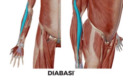 Brachioradiale: Anatomia e Massaggio