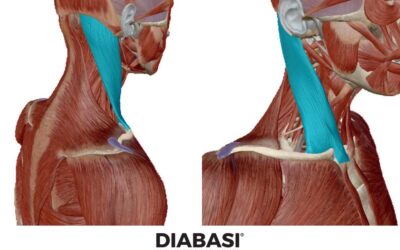 Sternocleidomastoideo: Anatomia e Massaggio