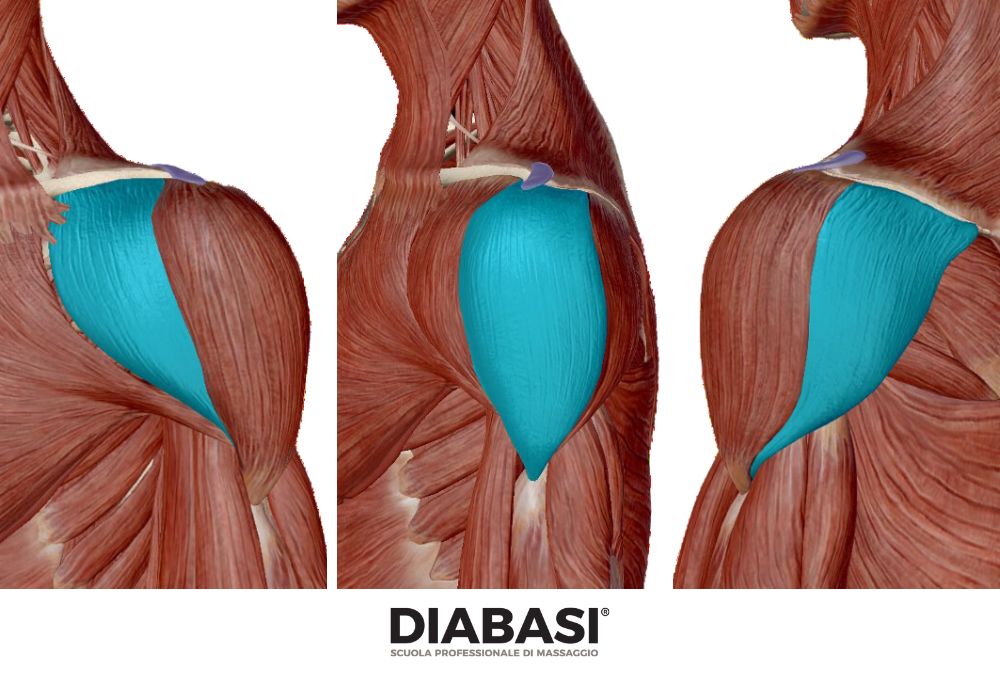 Muscolo Deltoide: Anatomia e Massaggio
