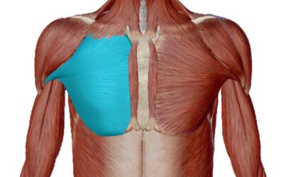 Muscolo Gran Pettorale: Anatomia, Dolore e Massaggio