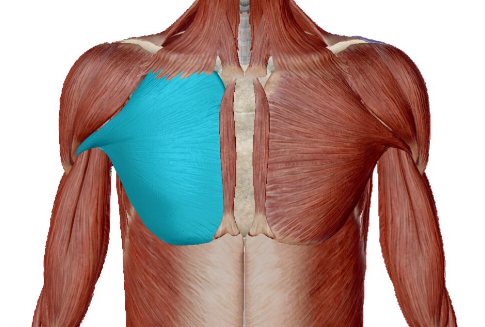 Muscolo Gran Pettorale: Anatomia, Dolore e Massaggio