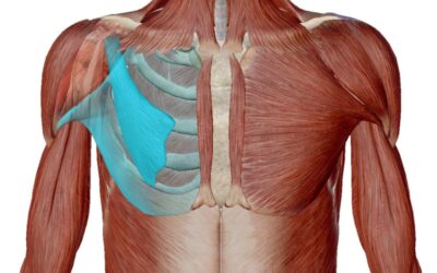 Muscolo Piccolo Pettorale: Anatomia, Dolore, Massaggio