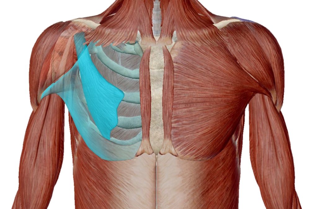 Muscolo Piccolo Pettorale: Anatomia, Dolore, Massaggio