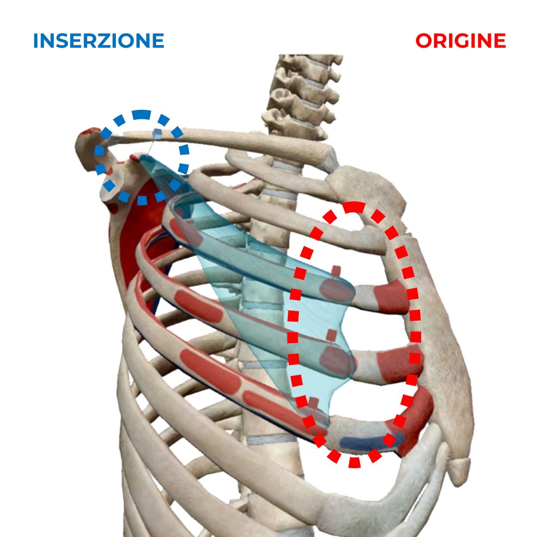 Muscolo Gran Pettorale Anatomia Origine Inserzione